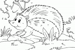 hedgehog